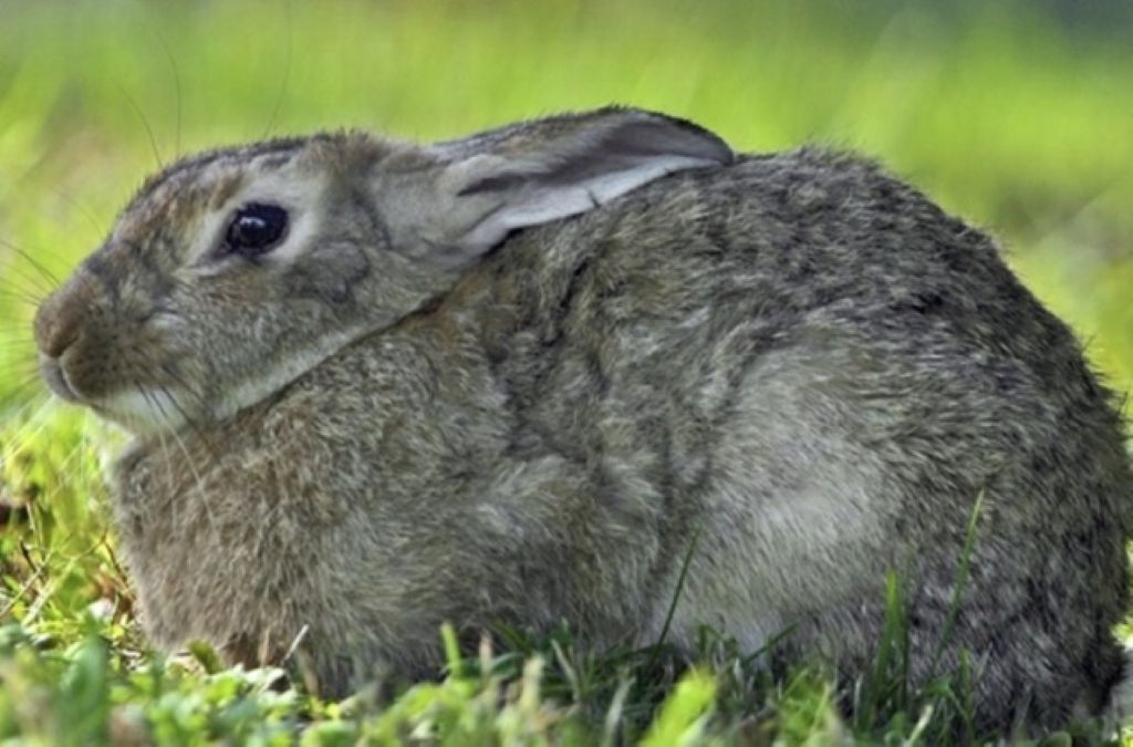 Coniglio selvatico