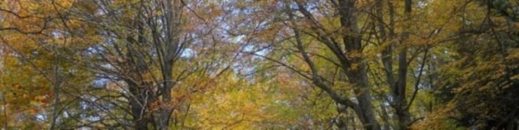 Itinerari nel verde - La Riserva naturale orientata Bosco di Santo Pietro