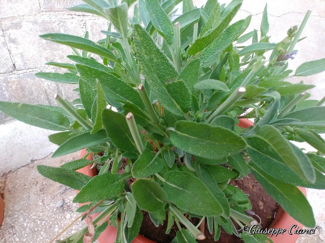 Salvia calendario lunare