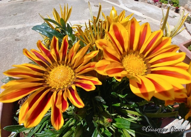 Fiori calendario lunare