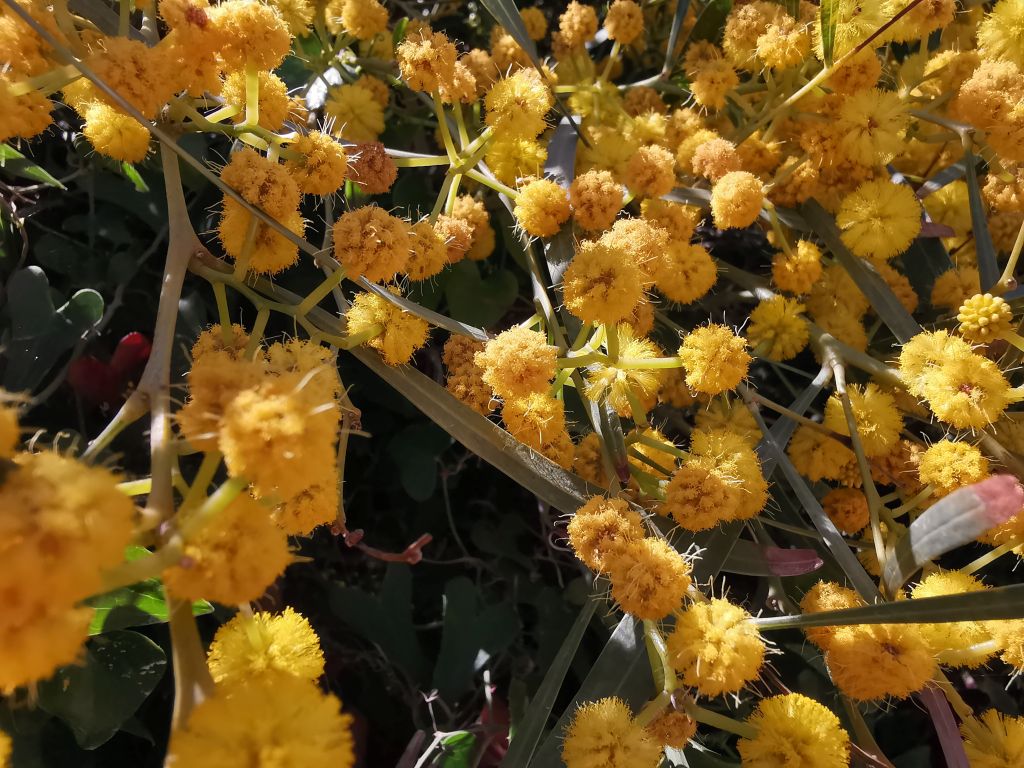 Limoni calendario lunare