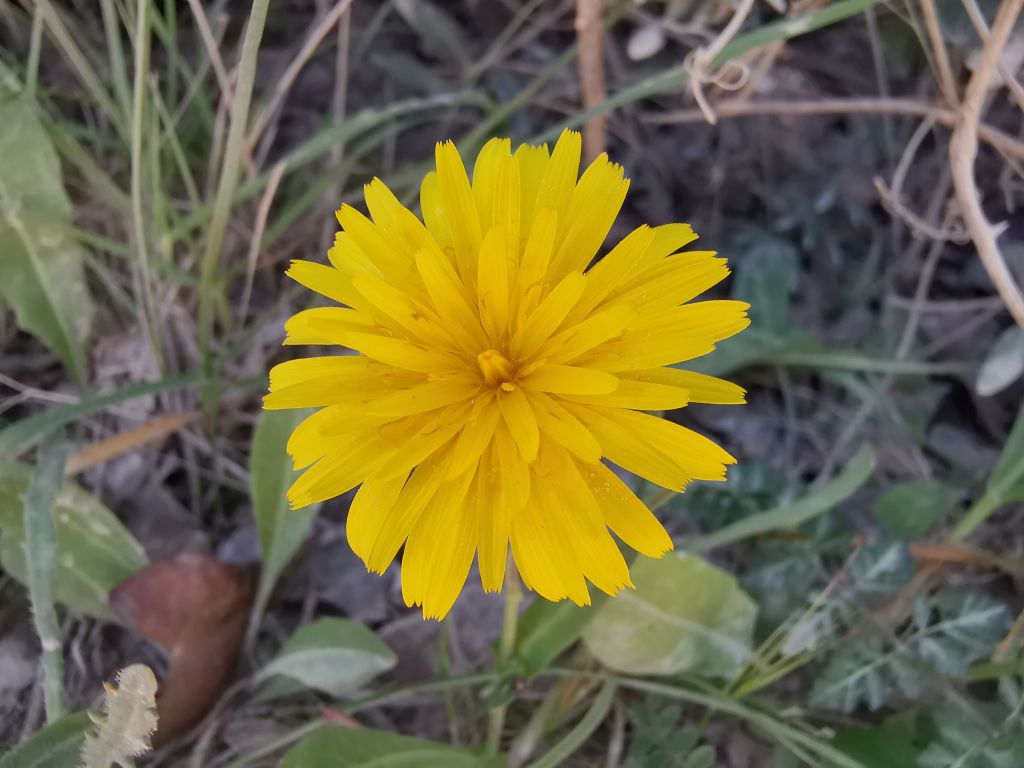 Fiori calendario lunare