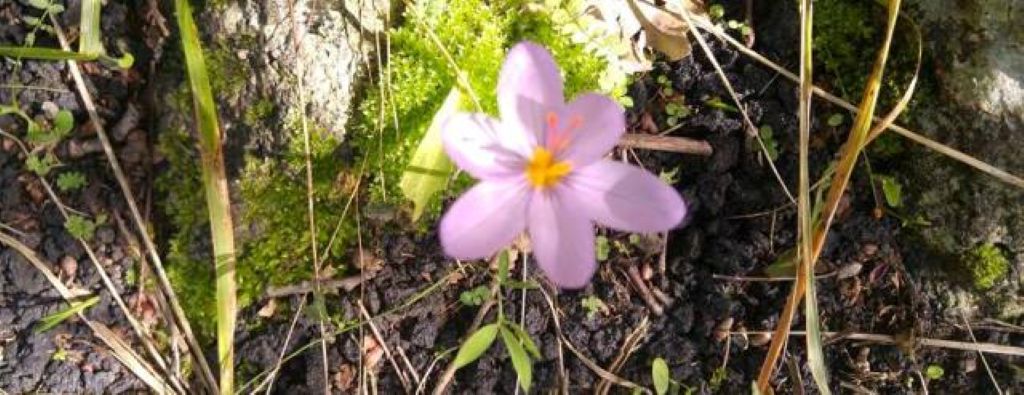 Maletto in provincia di Catania, nel Parco dell'Etna