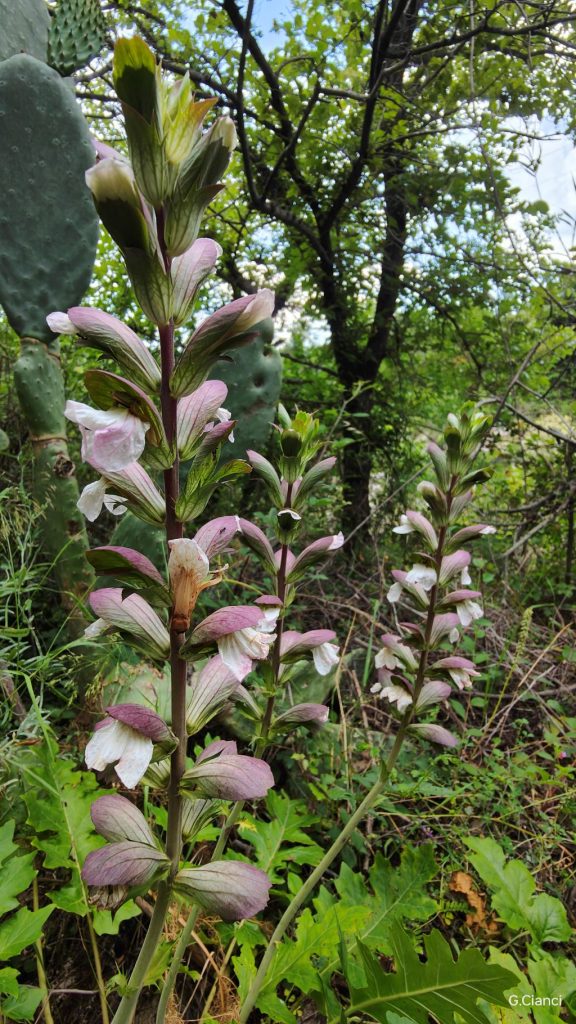Scopri Mojo Alcantara: un borgo unico ai piedi dell'Etna