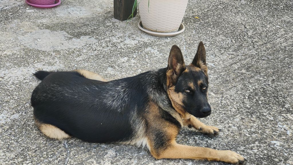 Fuochi d'artificio e animali