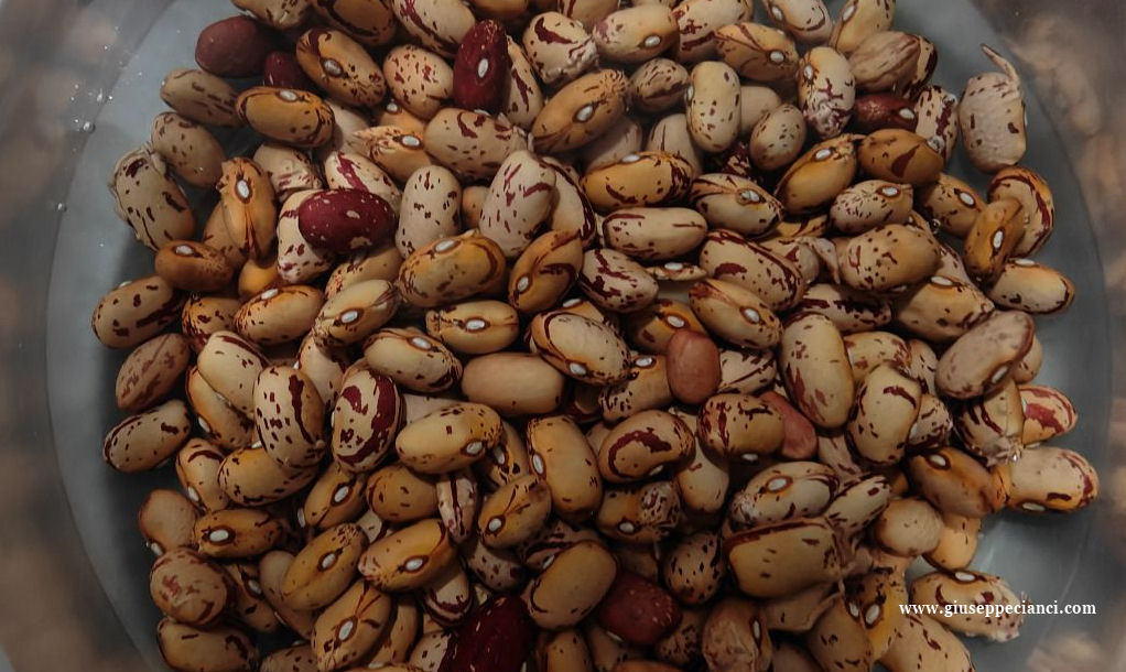 Pasta e fagioli ricetta vegetariana